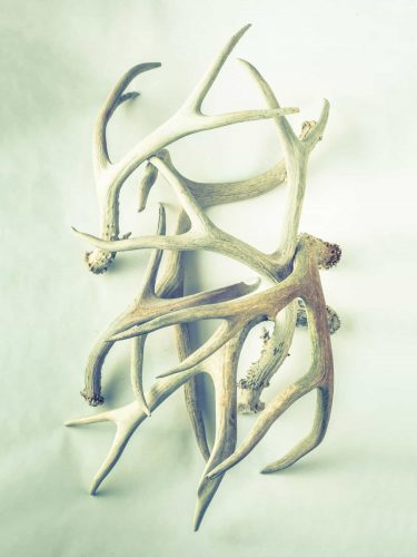 Ultradeluxxe Dead Things Photography series