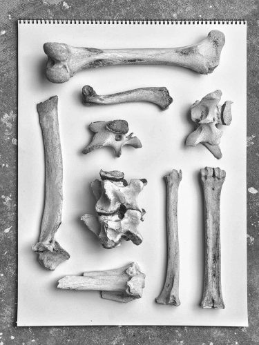 Ultradeluxxe Dead Things Photography series