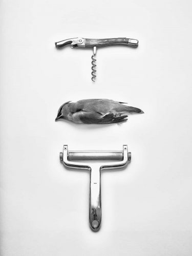 Ultradeluxxe Dead Things Photography series