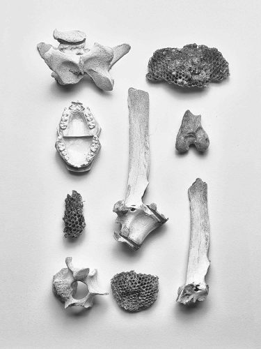 Ultradeluxxe Dead Things Photography series